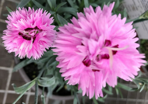 Dianthus Pop Star