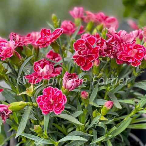 Dianthus "Black Cherry Frost"