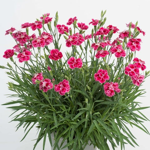 Dianthus Delilad "Bicolor Magenta"
