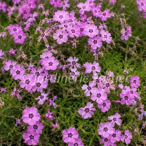 Phlox subulata Spring "Late Pink"