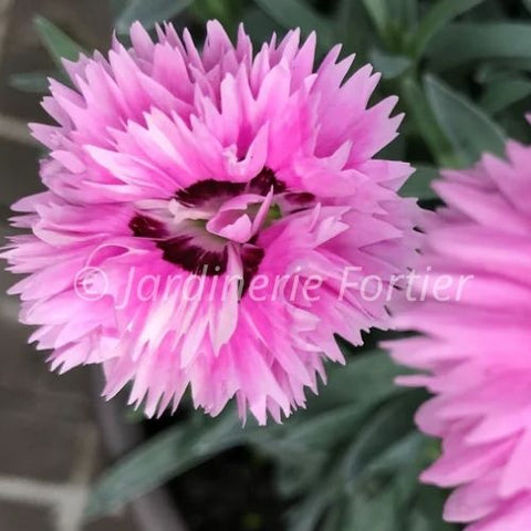 Dianthus "Pop Star"