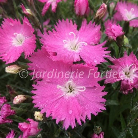 Dianthus "First Love"
