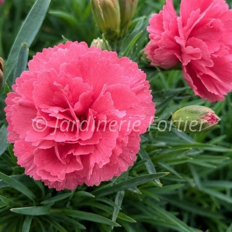Dianthus "Classic coral"