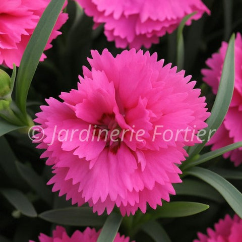 Dianthus "Everlast Orchid"