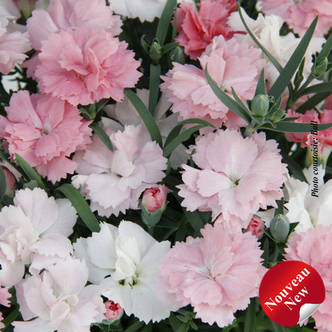 Dianthus EverLast™ "Pink to White"