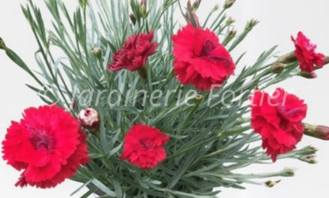 Dianthus "Maraschino"