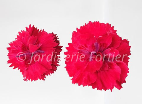 Dianthus "Maraschino"