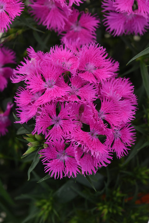 Dianthus "Rockin purple"