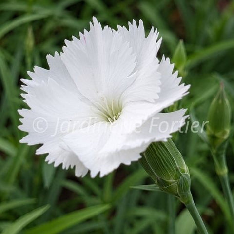 Dianthus Kahori "Annabelle"