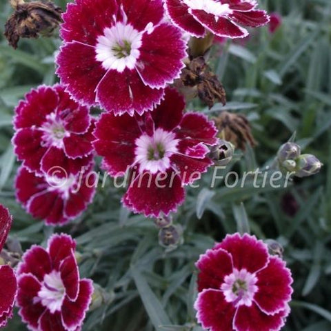 Dianthus EverLast "Ruby Edge"