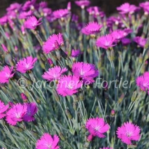 Dianthus "Firewitch"
