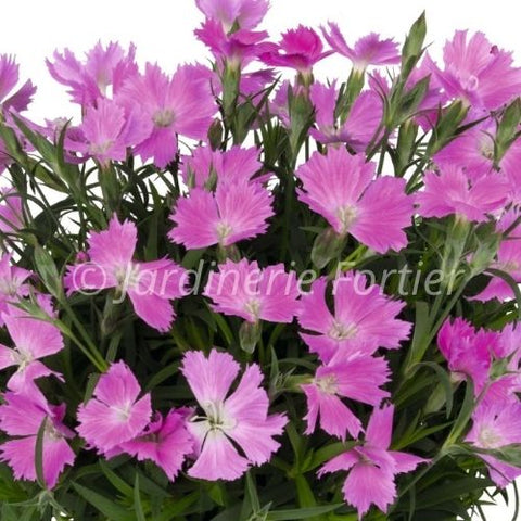 Dianthus "Rock Violet"