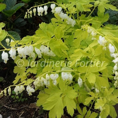 Dicentra "White Gold"