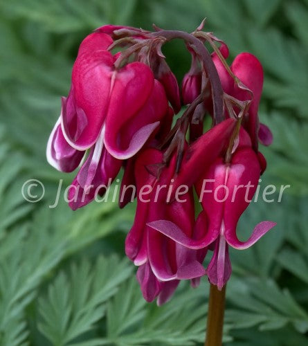 Dicentra "Red Fountain"