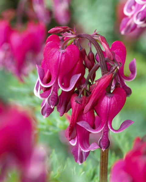 Dicentra "Red Fountain"