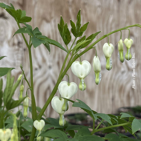 Dicentra "Spectabilis Alba"