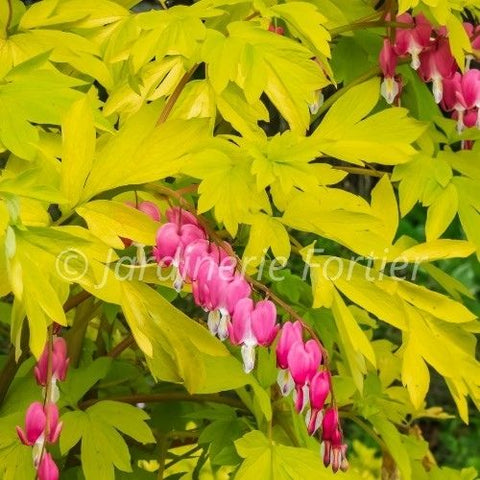 Dicentra spectabilis "Goldheart"