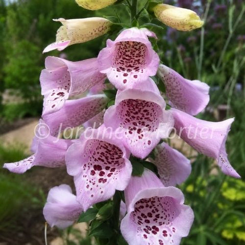 Digitalis "Camelot Lavender"