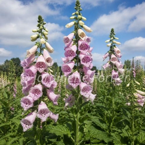 Digitalis "Camelot Lavender"