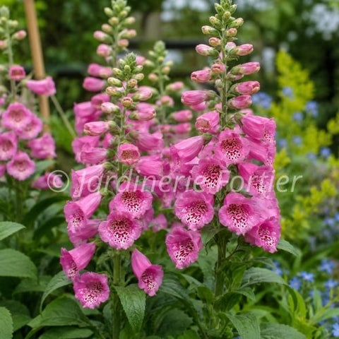 Digitalis Purpurea "Camelot Rose"