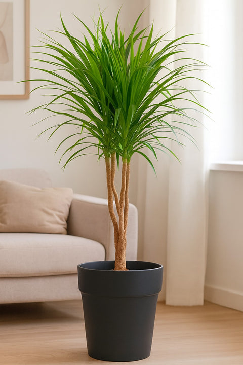 Plante d'intérieur "Dracaena Anita Branch"