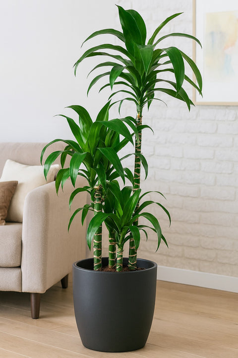 Plante d'intérieur "Dracaena Clump Black Beauty"