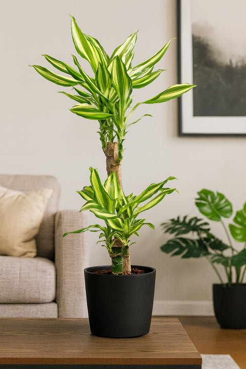 Plante d'intérieur "Dracaena Golden Coast"