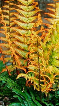 Dryopteris "Jurassic Gold"