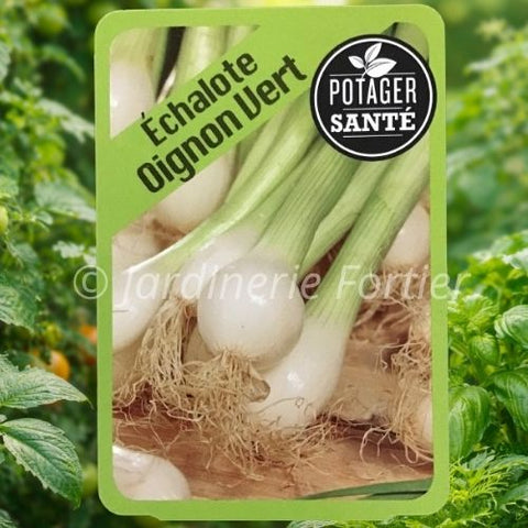 Échalote (oignon vert) / Potager Santé
