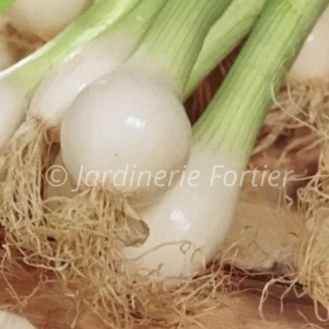 Échalote (oignon vert) / Potager Santé