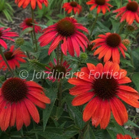 Échinacée "Artisan red ombre"