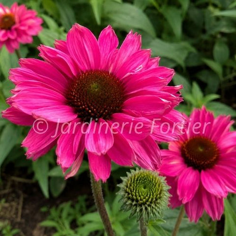Échinacée SunSeekers "Sweet Fuchsia"