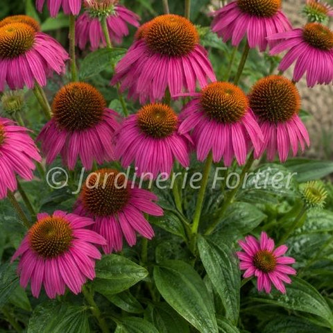 Échinacée "Pow Wow Wild Berry"