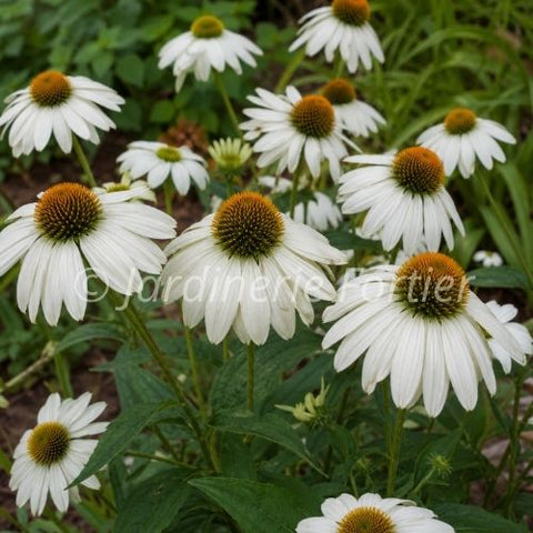 Échinacée purpurea "White Swan"