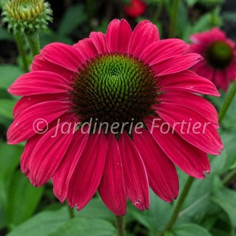 Échinacée Sombrero "Baja Burgundy"