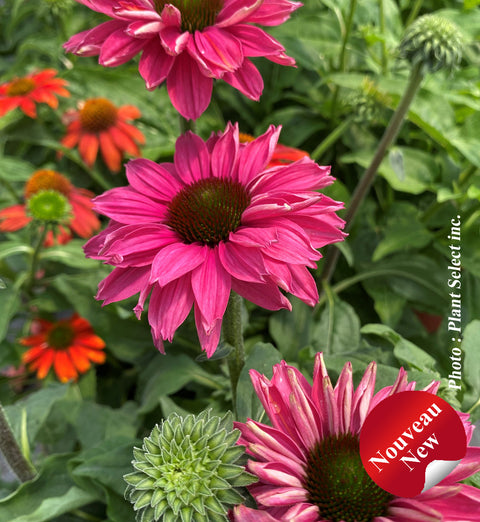 Échinacée SunSeekers® "Sweet Fuchsia"