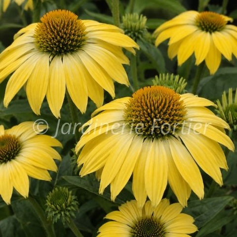Echinacée Sombrero "Summer Solstice"
