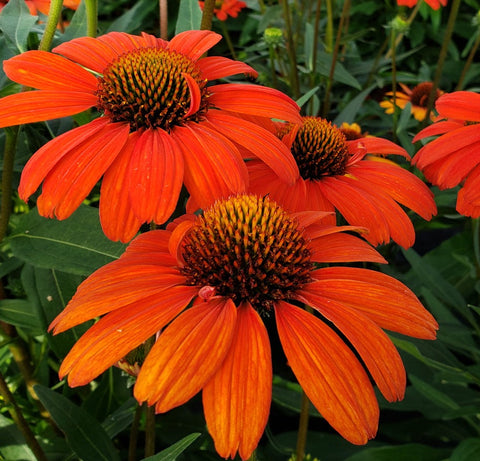 Echinacée "Kismet Intense Orange"