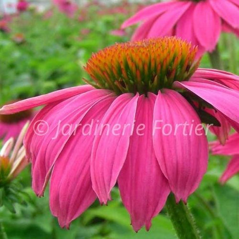 Échinacée "Pow Wow Wild Berry"