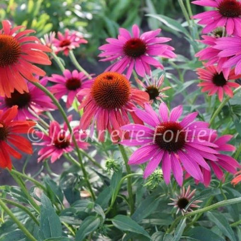 Échinacée "Cheyenne Spirit"
