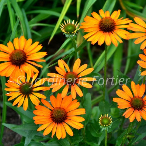 Échinacée "Prima Saffron"