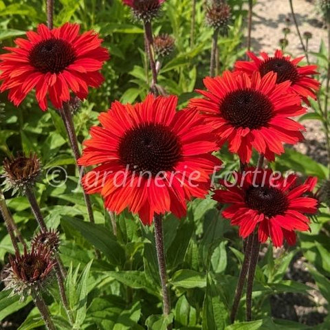 Échinacée Sunseekers "Racing Red"