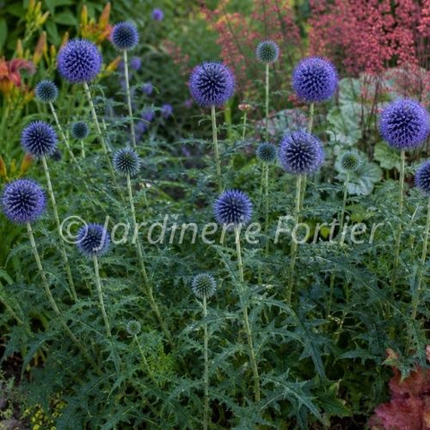 Échinops "Ritro"
