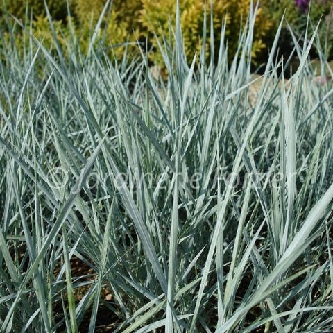 Elymus "Blue Dune"
