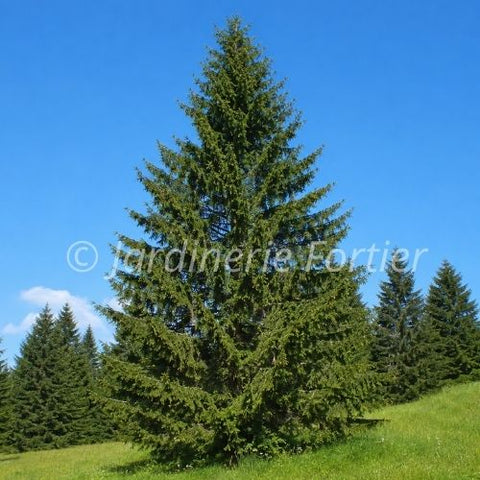 Épinette de Norvège
