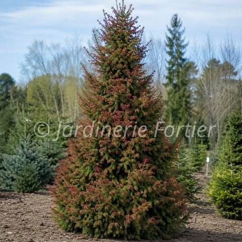 Épinette de Norvège "Rubra Spicata"