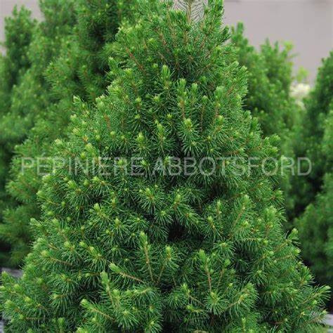 Épinette "Albertiana Conica"