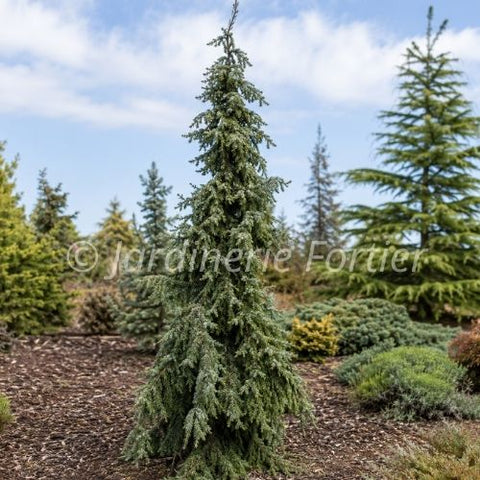 Épinette omorika "Gotellia Weeping"