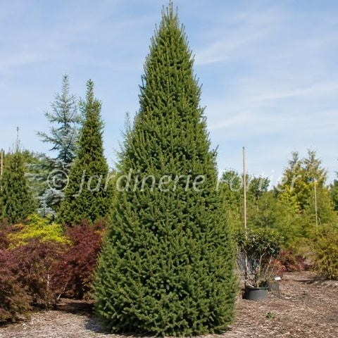 Épinette de Norvège "Cupressina"