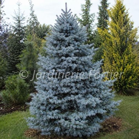Épinette Pungens "Déjà Bleu"